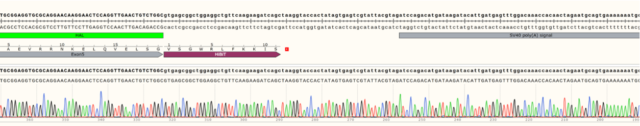 Sequencing Results Exon 5